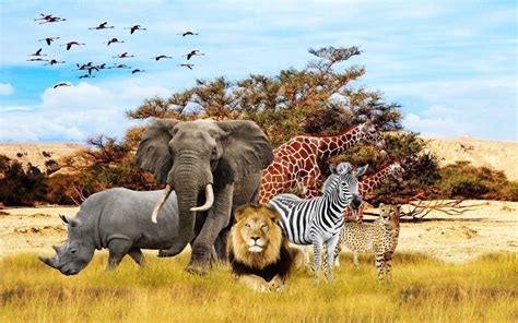 Animals Of Africa Novibet